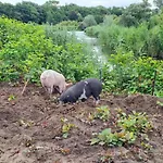 De Creutz *